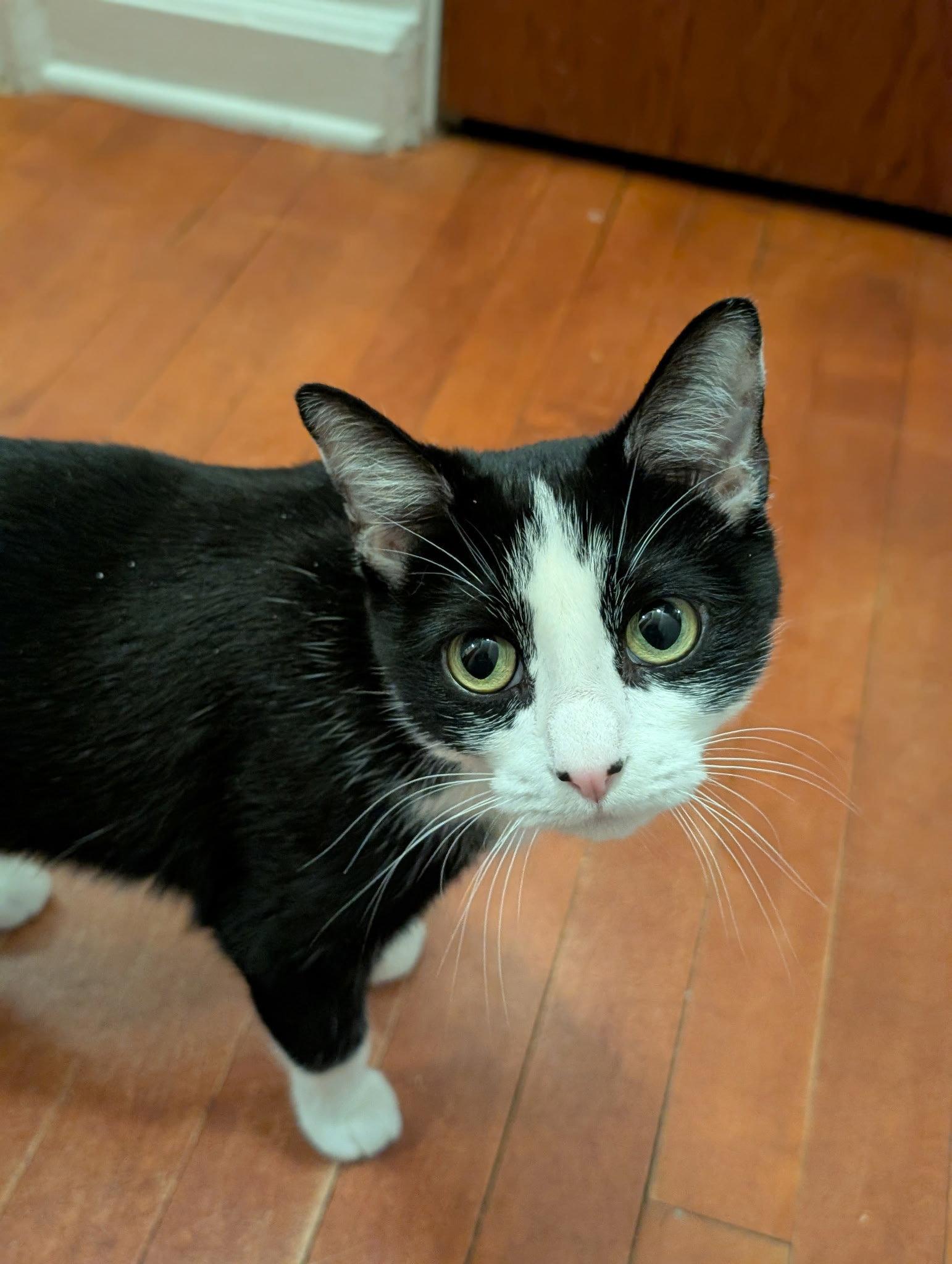 Mrs. Claws, Adoptable, Adult Female Domestic Short Hair.