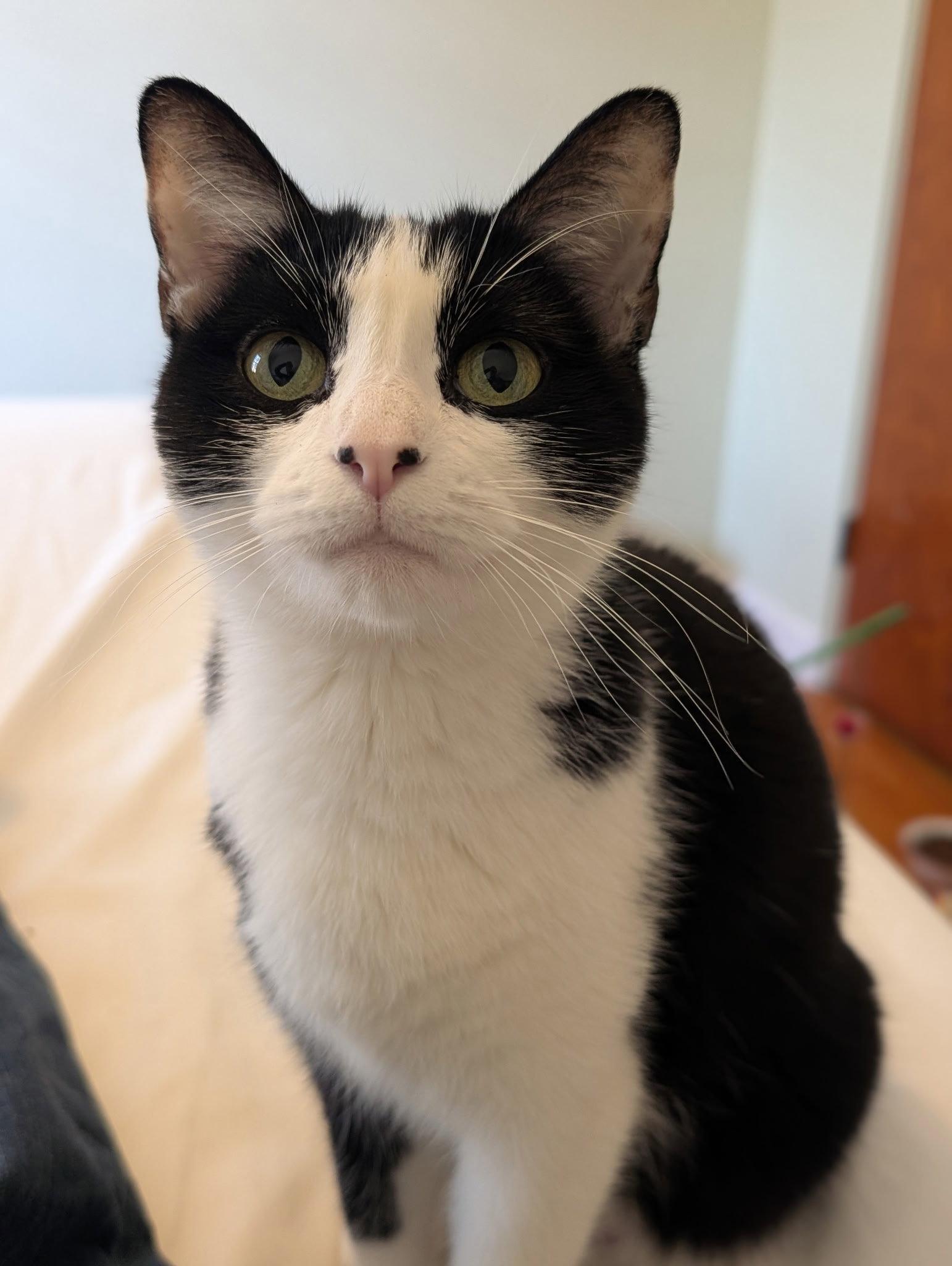 Enlarge Mrs. Claws, a Adoptable Domestic Short Hair in Duluth, MN image 2/3