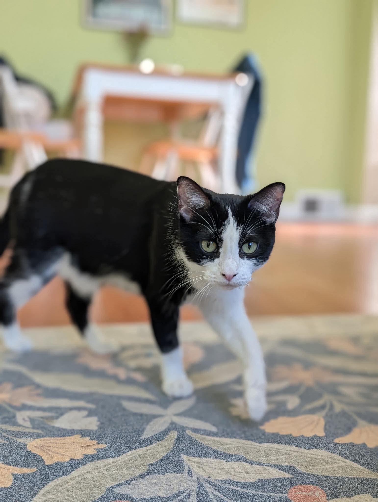 Enlarge Mrs. Claws, a Adoptable Domestic Short Hair in Duluth, MN image 3/3