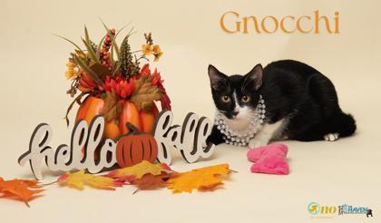 Enlarge Gnocchi, a Adoptable Domestic Short Hair in Fairhope, AL image 1/1