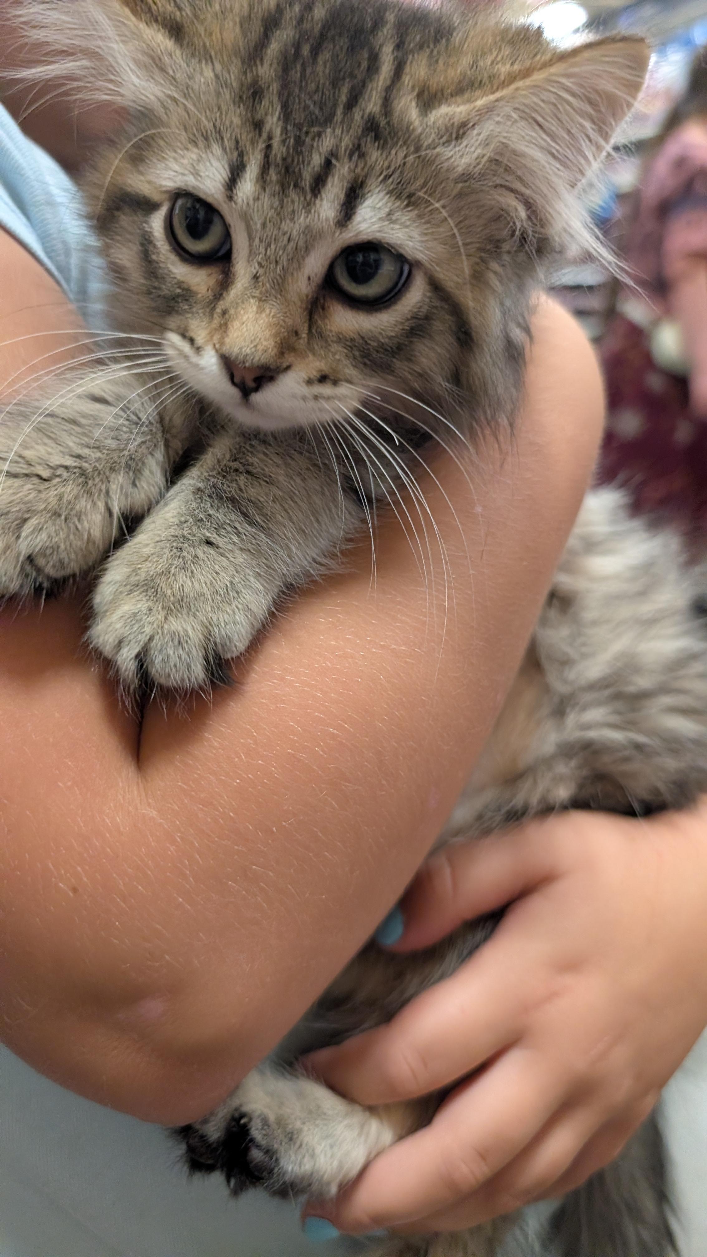 Enlarge Emily, a Adoptable Domestic Long Hair in Missoula, MT image 1/1