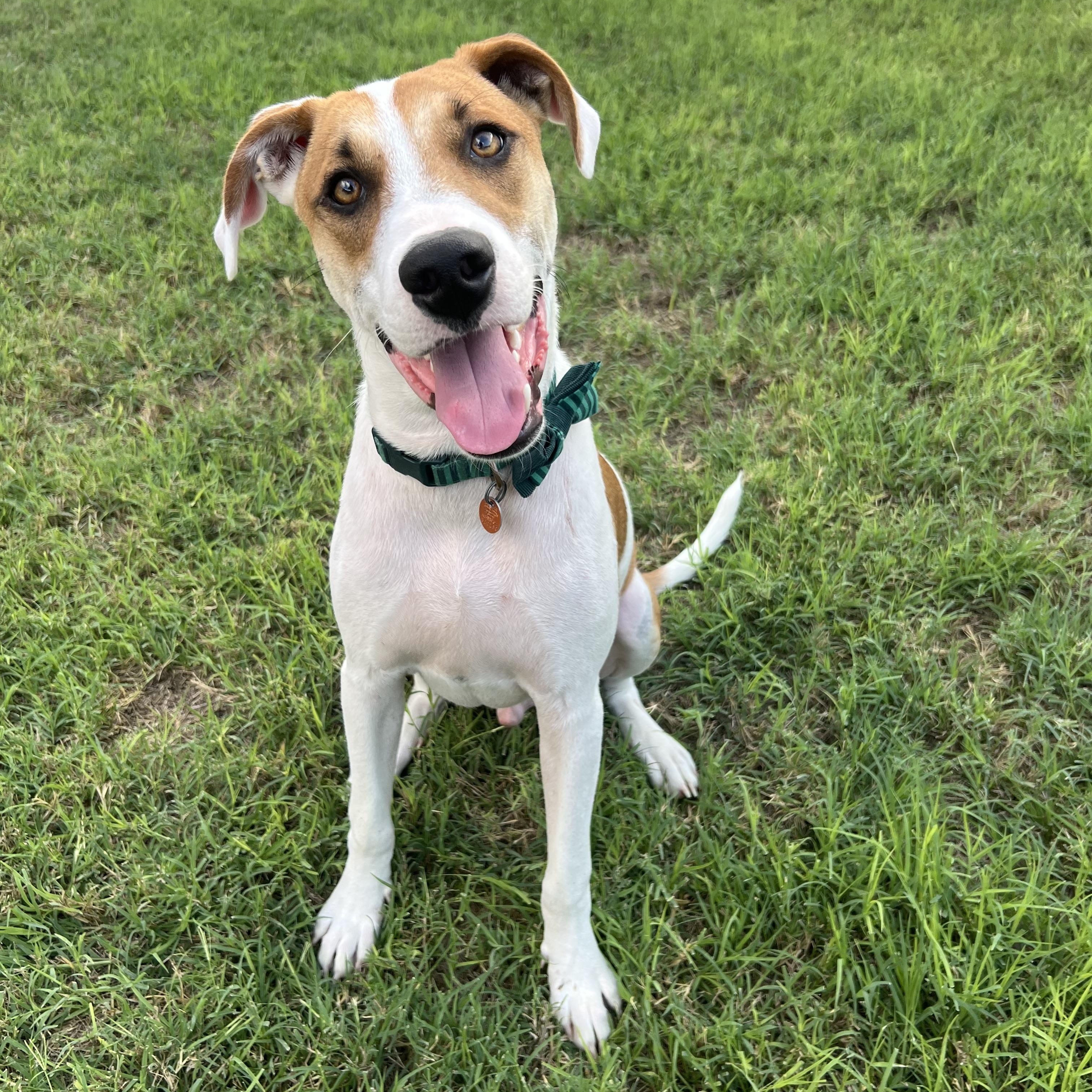 Enlarge Dexter, a Adoptable mixed breed in Minneapolis , MN image 2/4