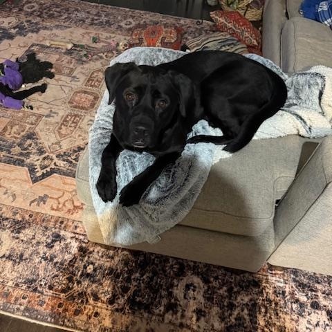 Enlarge Charlie, a Adoptable Labrador Retriever in Indianapolis, IN image 1/4