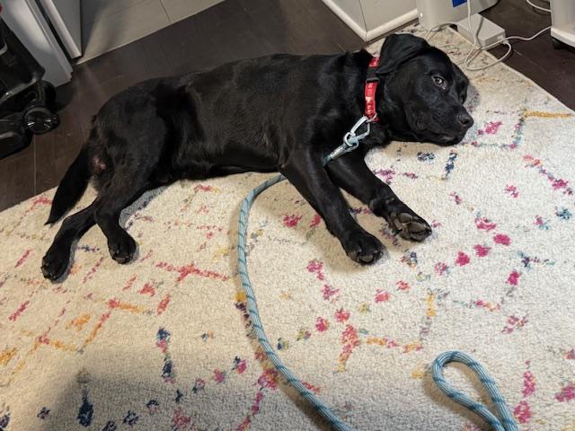 Enlarge Charlie, a Adoptable Labrador Retriever in Indianapolis, IN image 3/4