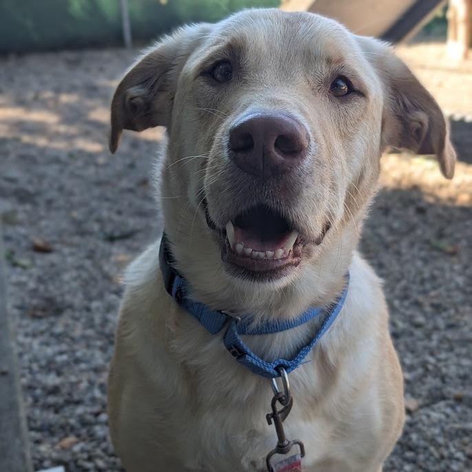 Enlarge Roofus, a Adoptable mixed breed in West Olive, MI image 1/6