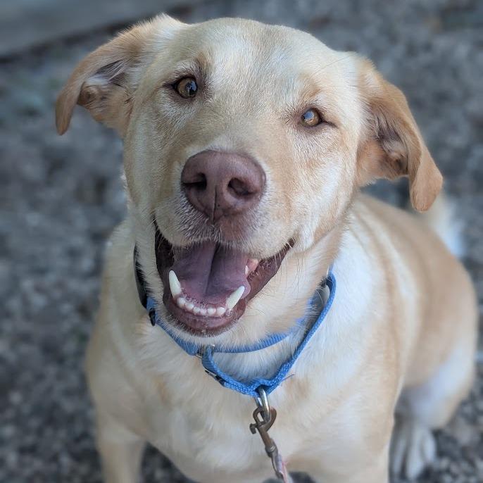 Enlarge Roofus, a Adoptable mixed breed in West Olive, MI image 2/6