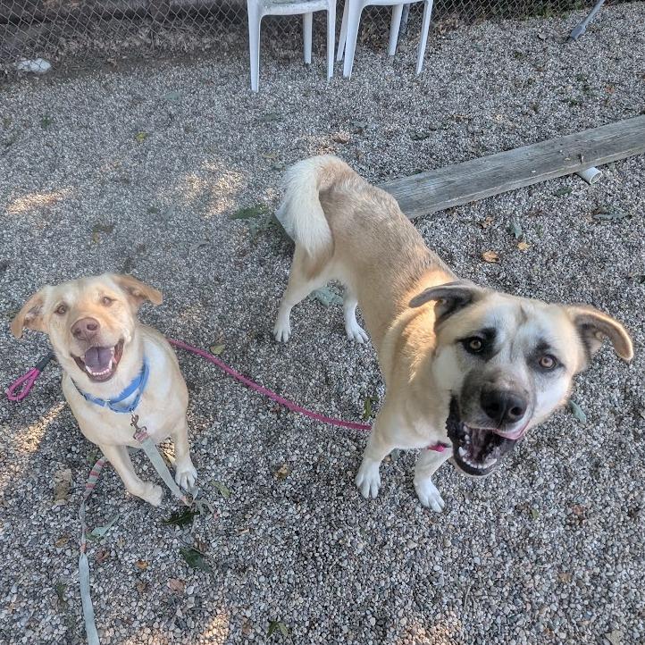 Enlarge Roofus, a Adoptable mixed breed in West Olive, MI image 3/6