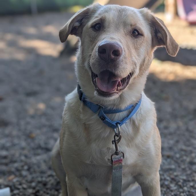 Enlarge Roofus, a Adoptable mixed breed in West Olive, MI image 4/6