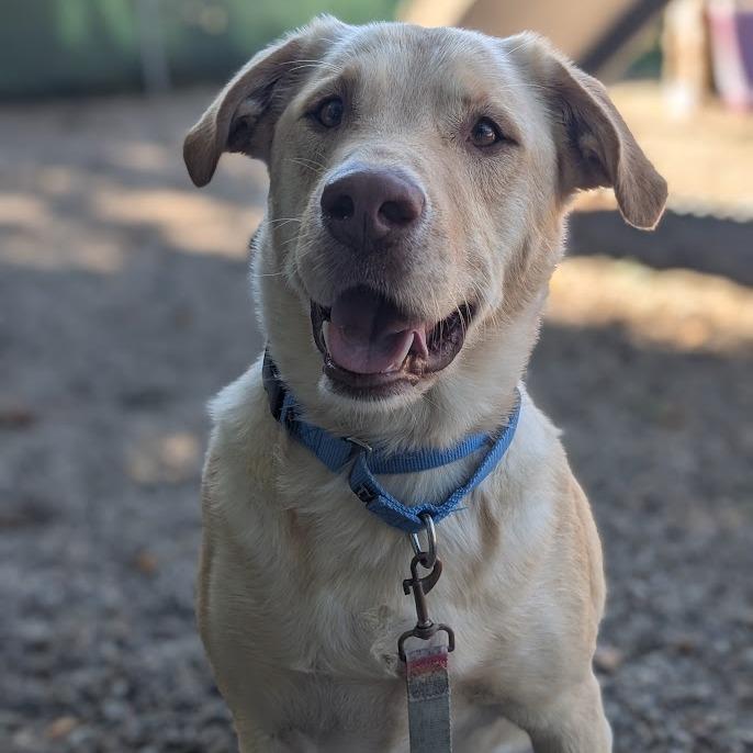 Enlarge Roofus, a Adoptable mixed breed in West Olive, MI image 5/6