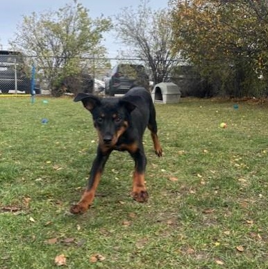 Enlarge Beowolf, an adoptable Rottweiler in Mississauga, ON image 3/5