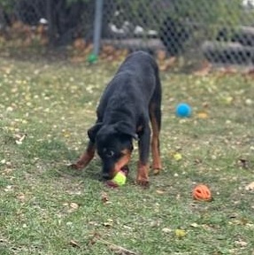 Enlarge Beowolf, an adoptable Rottweiler in Mississauga, ON image 4/5
