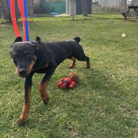 Beowolf, adoptable, Young Male Rottweiler.