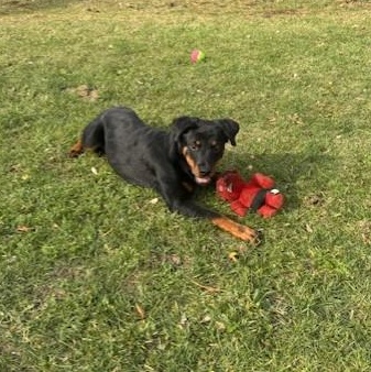 Enlarge Beowolf, an adoptable Rottweiler in Mississauga, ON image 5/5