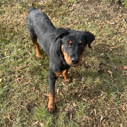 Enlarge Beowolf, an adoptable Rottweiler in Mississauga, ON image 2/5