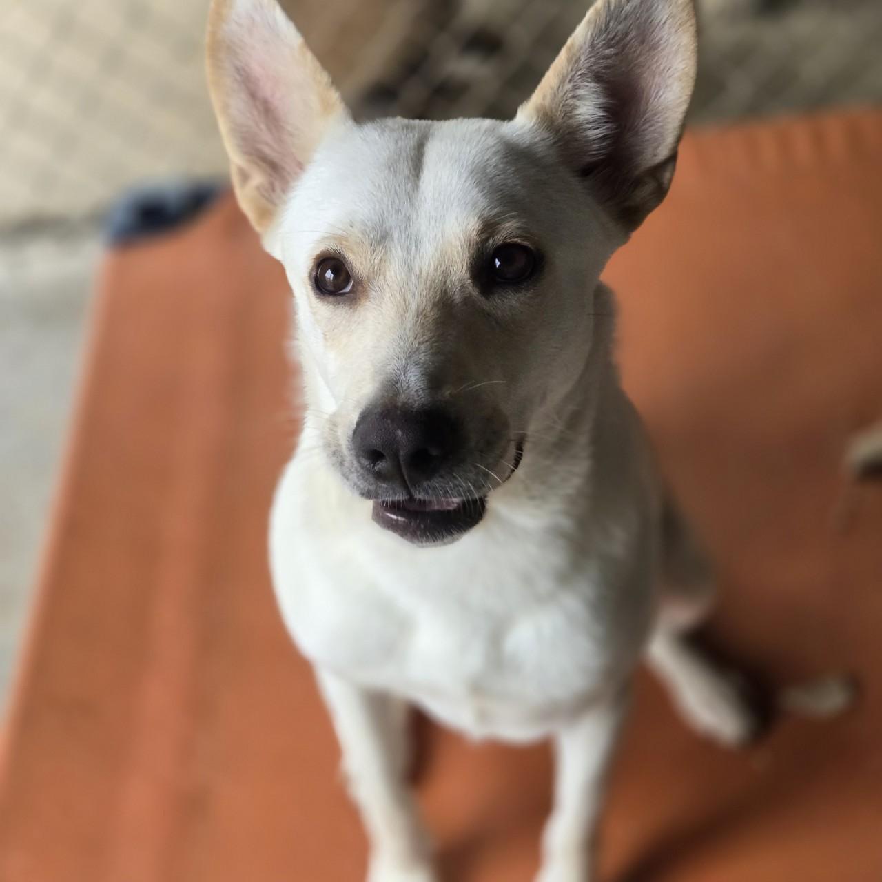 Enlarge Sirius, a Adoptable German Shepherd Dog in Mansfield, TX image 3/5