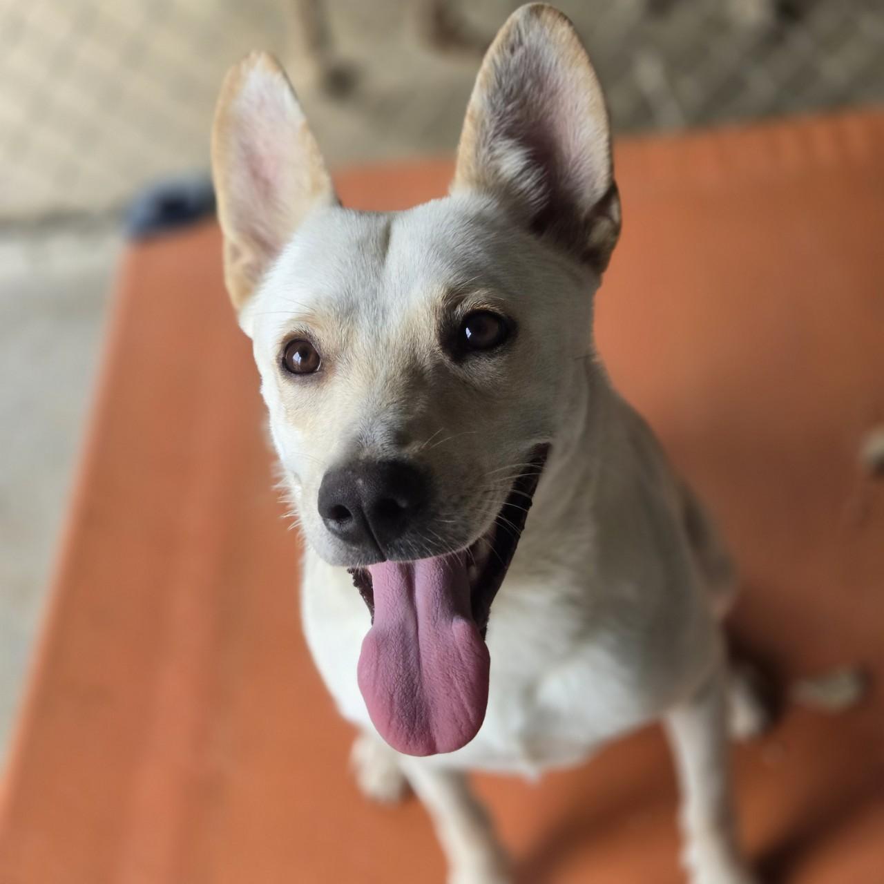 Enlarge Sirius, a Adoptable German Shepherd Dog in Mansfield, TX image 4/5