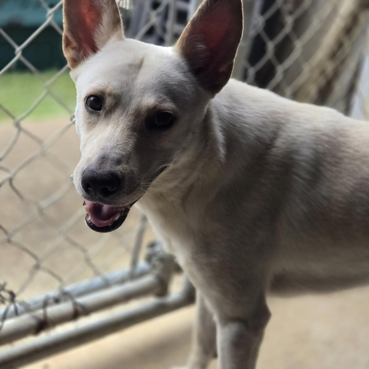 Enlarge Sirius, a Adoptable German Shepherd Dog in Mansfield, TX image 5/5