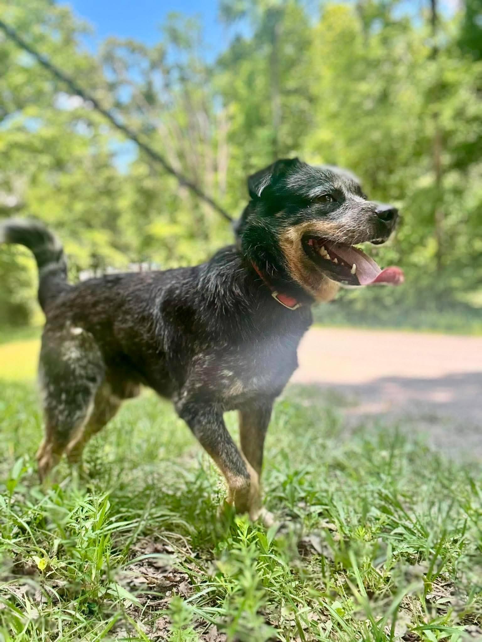 BANDIT, ADOPTABLE, Young Male Australian Cattle Dog / Blue Heeler.