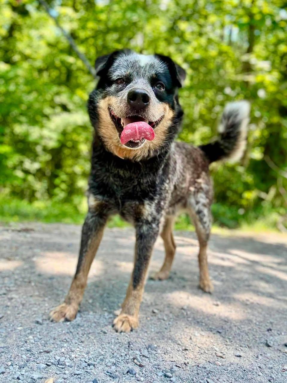 Enlarge BANDIT, a ADOPTABLE Australian Cattle Dog / Blue Heeler in Waverly, TN image 3/3