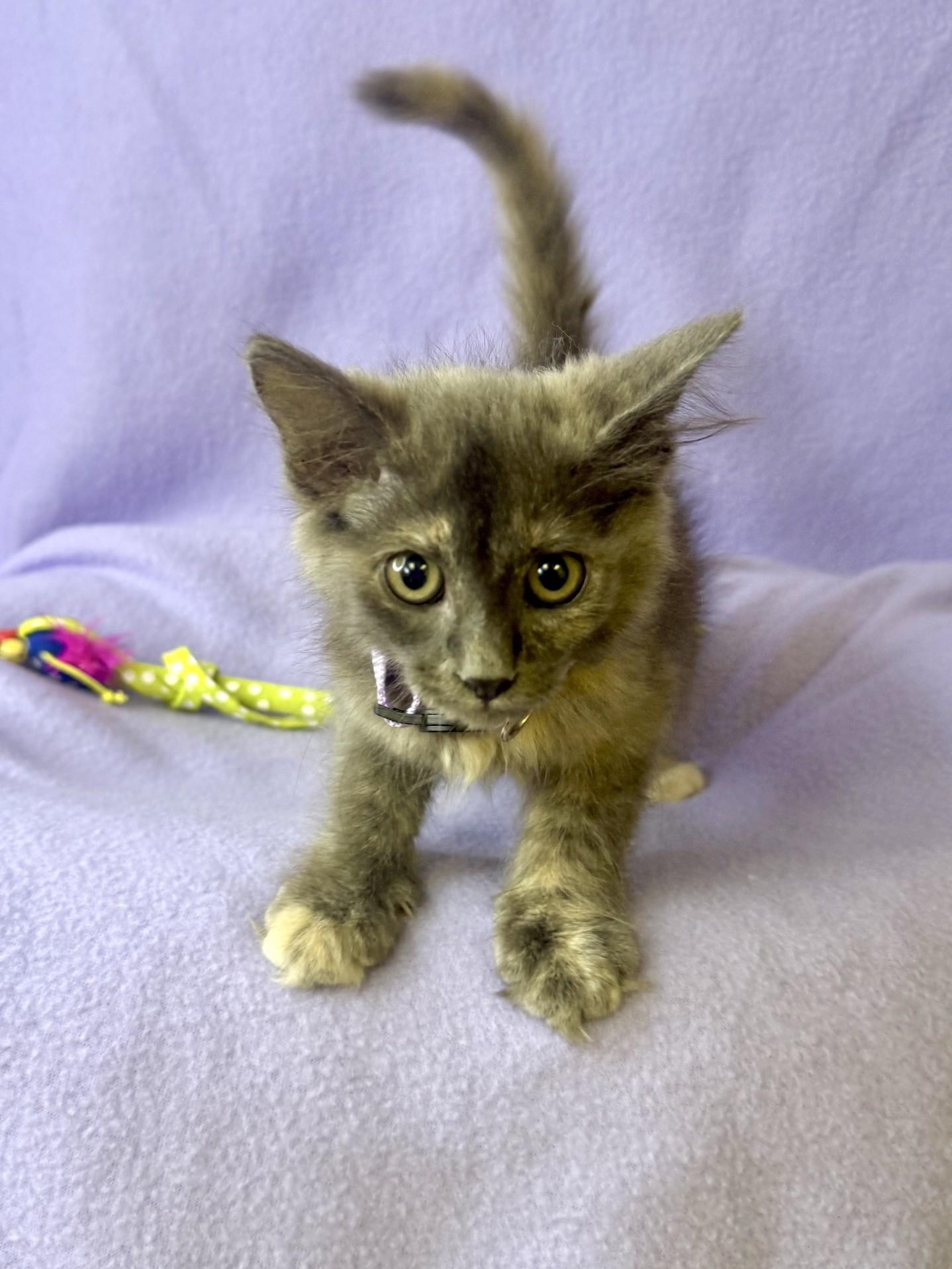 Enlarge Aria, an adopted Dilute Tortoiseshell in Comfort, TX image 3/3