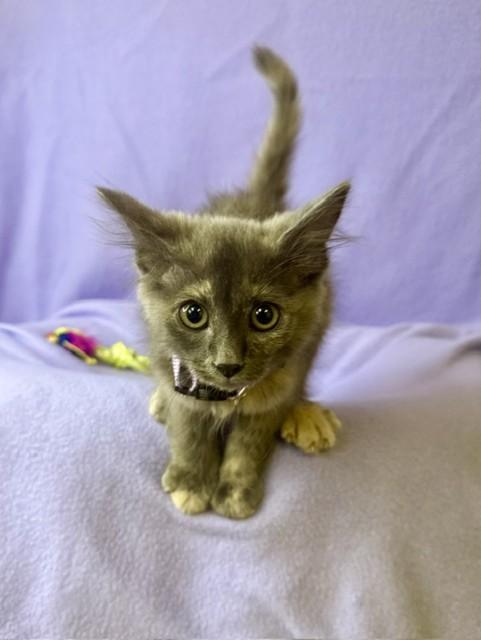 Enlarge Aria, an adopted Dilute Tortoiseshell in Comfort, TX image 2/3