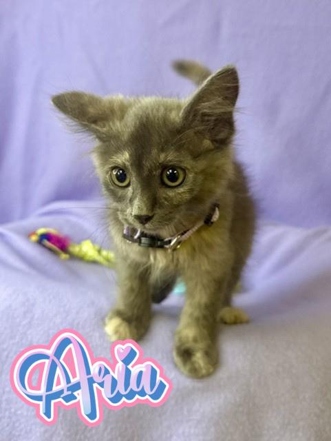 Aria, adopted, Kitten Female Dilute Tortoiseshell.