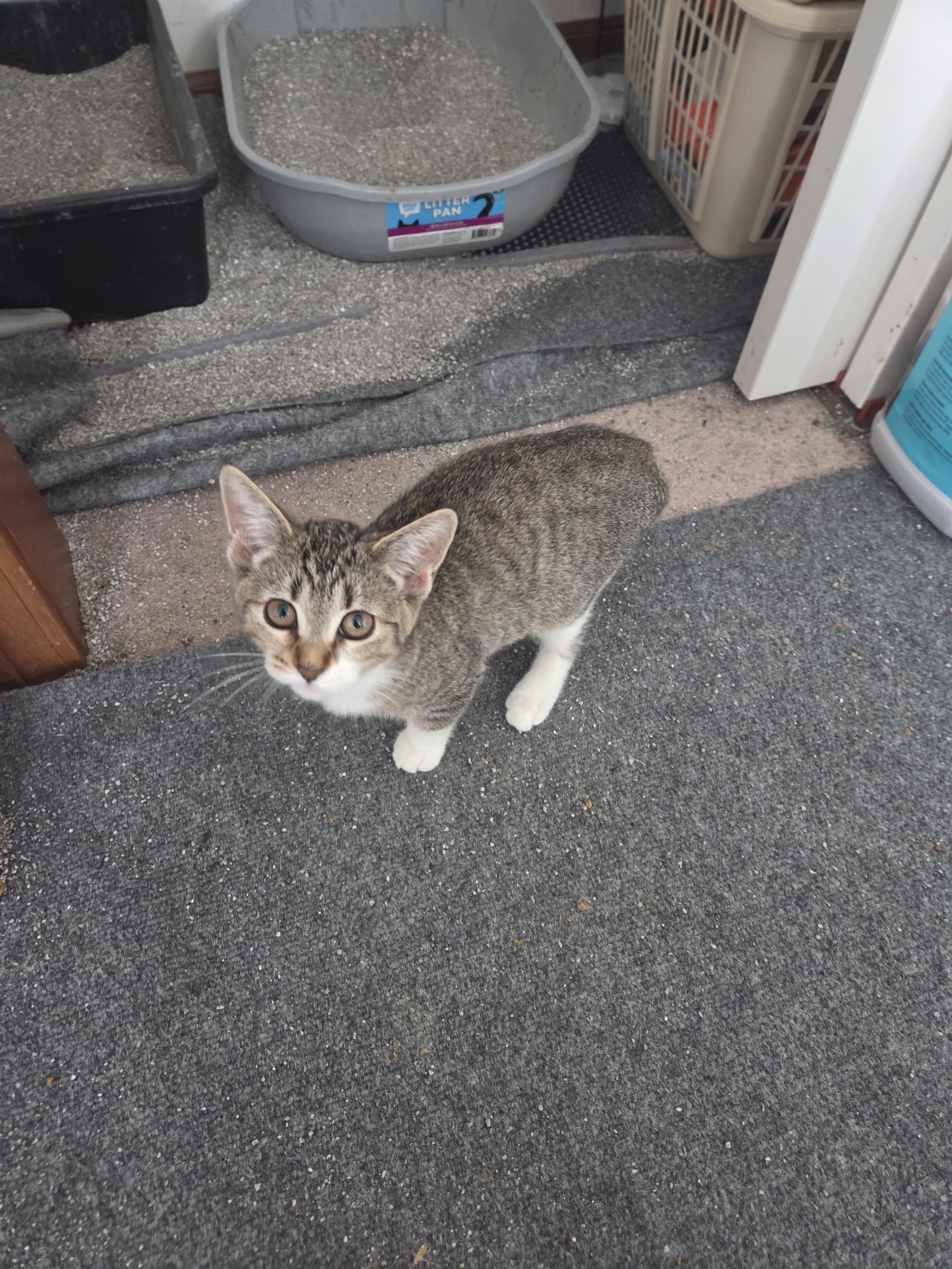 Henrietta, a Adoptable American Shorthair in Rochester, NY image 3/6