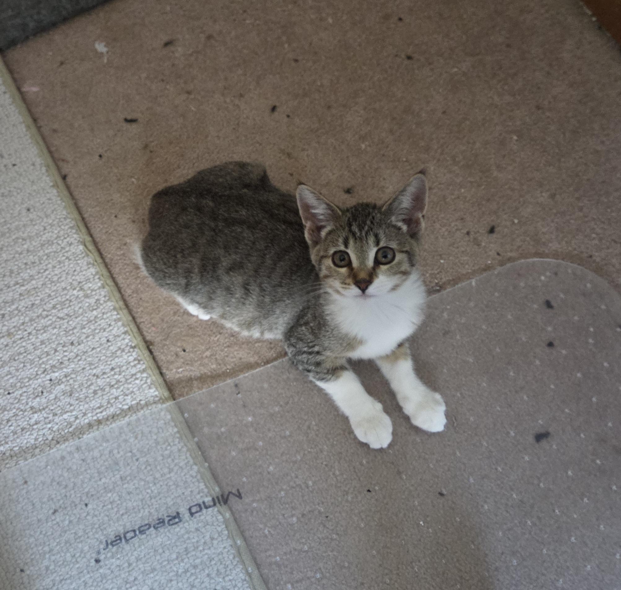 Henrietta, a Adoptable American Shorthair in Rochester, NY image 4/6