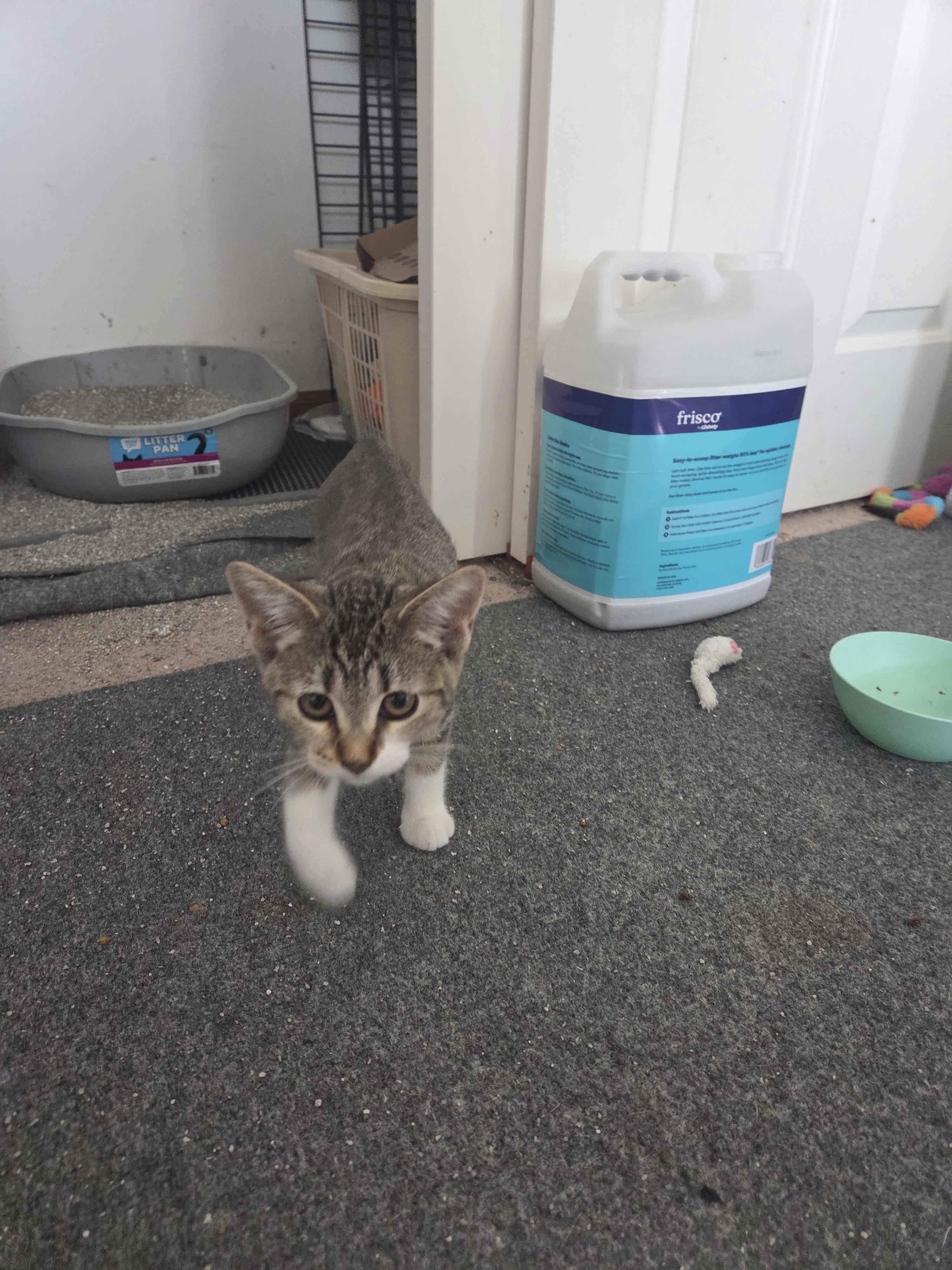 Henrietta, a Adoptable American Shorthair in Rochester, NY image 5/6