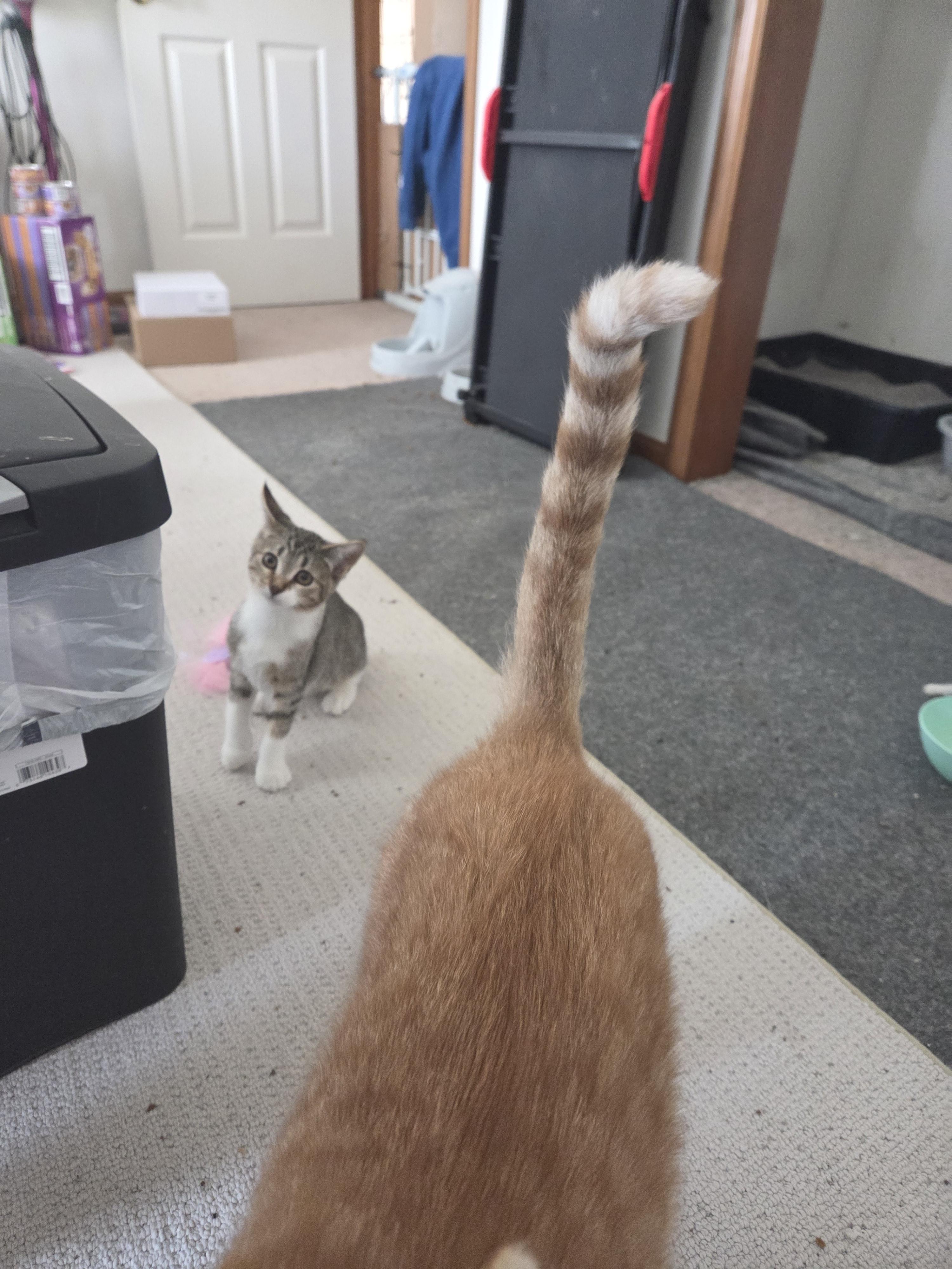 Henrietta thumbnail 5