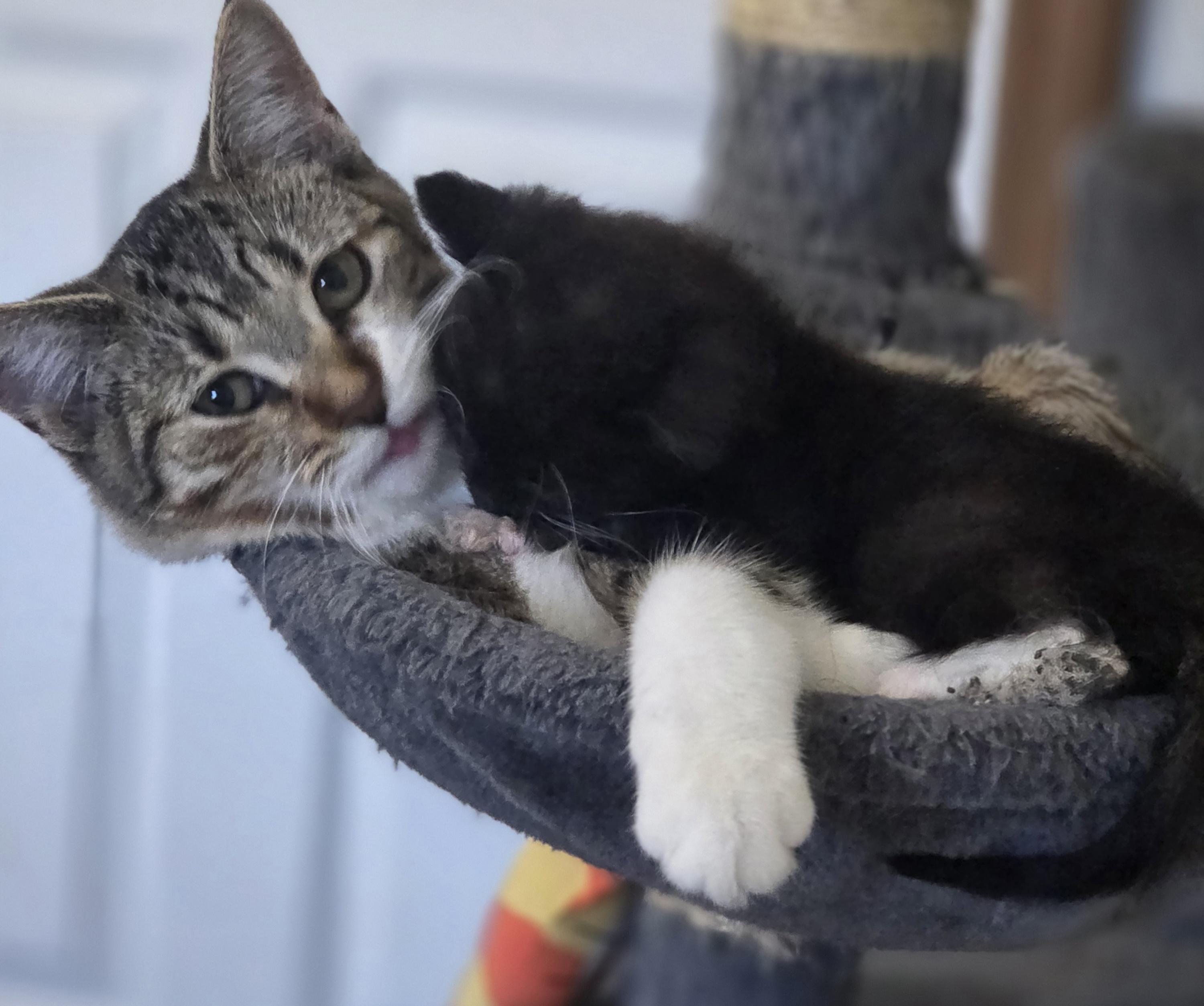 Henrietta, a Adoptable American Shorthair in Rochester, NY image 2/6