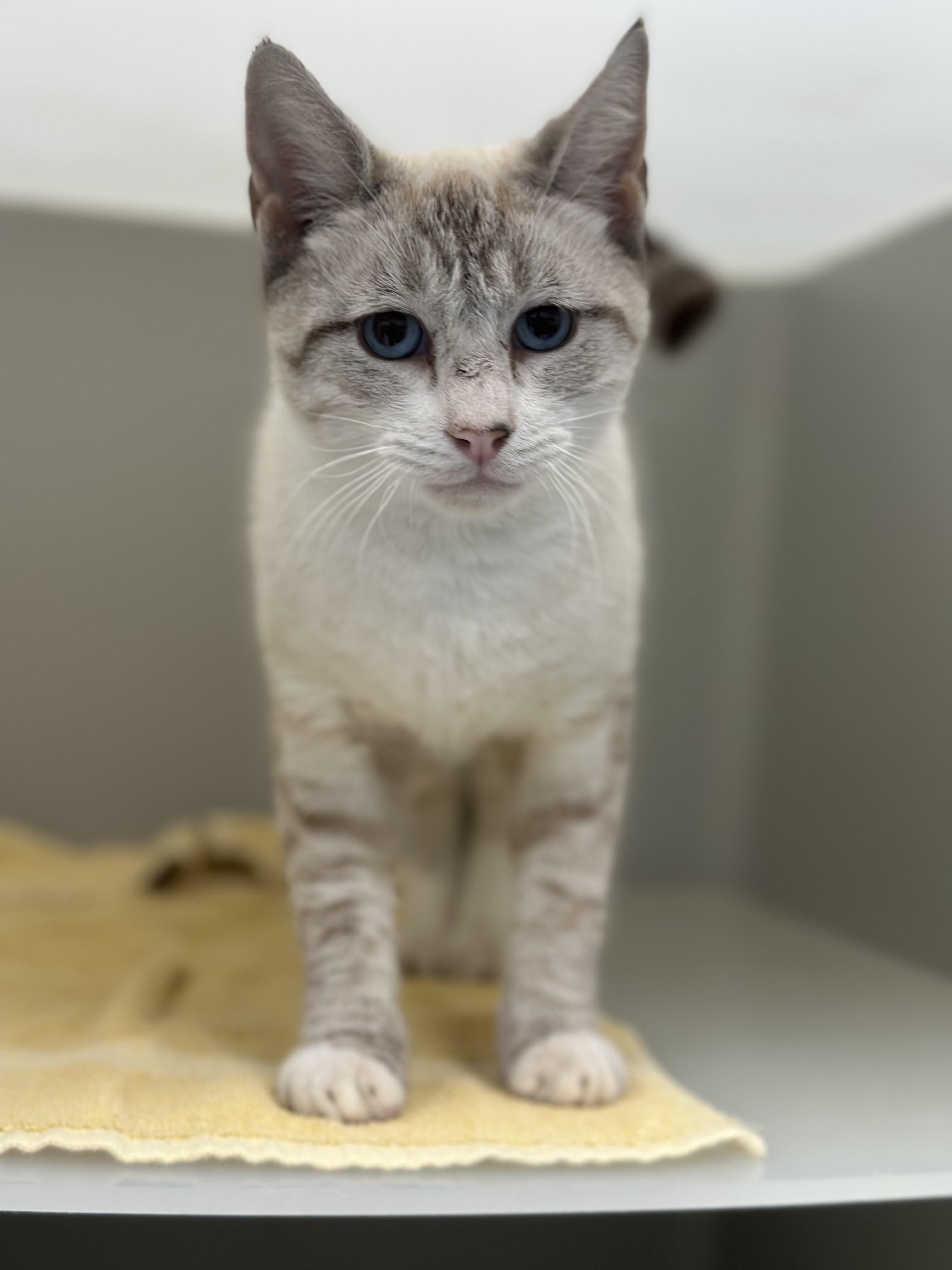 Tundra, Adoptable, Young Male Domestic Short Hair.