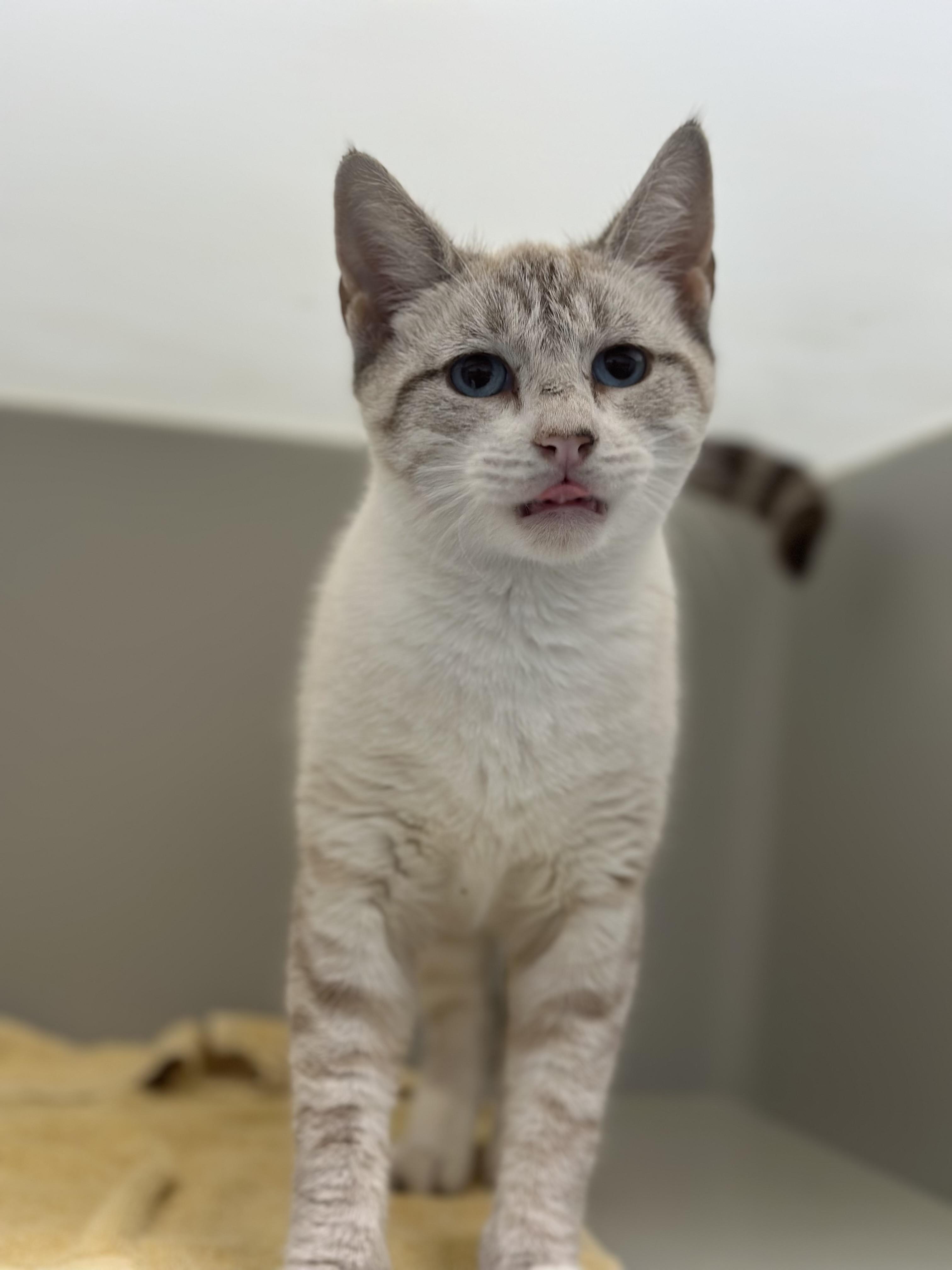 Enlarge Tundra, a Adoptable Domestic Short Hair in Stafford, VA image 3/3
