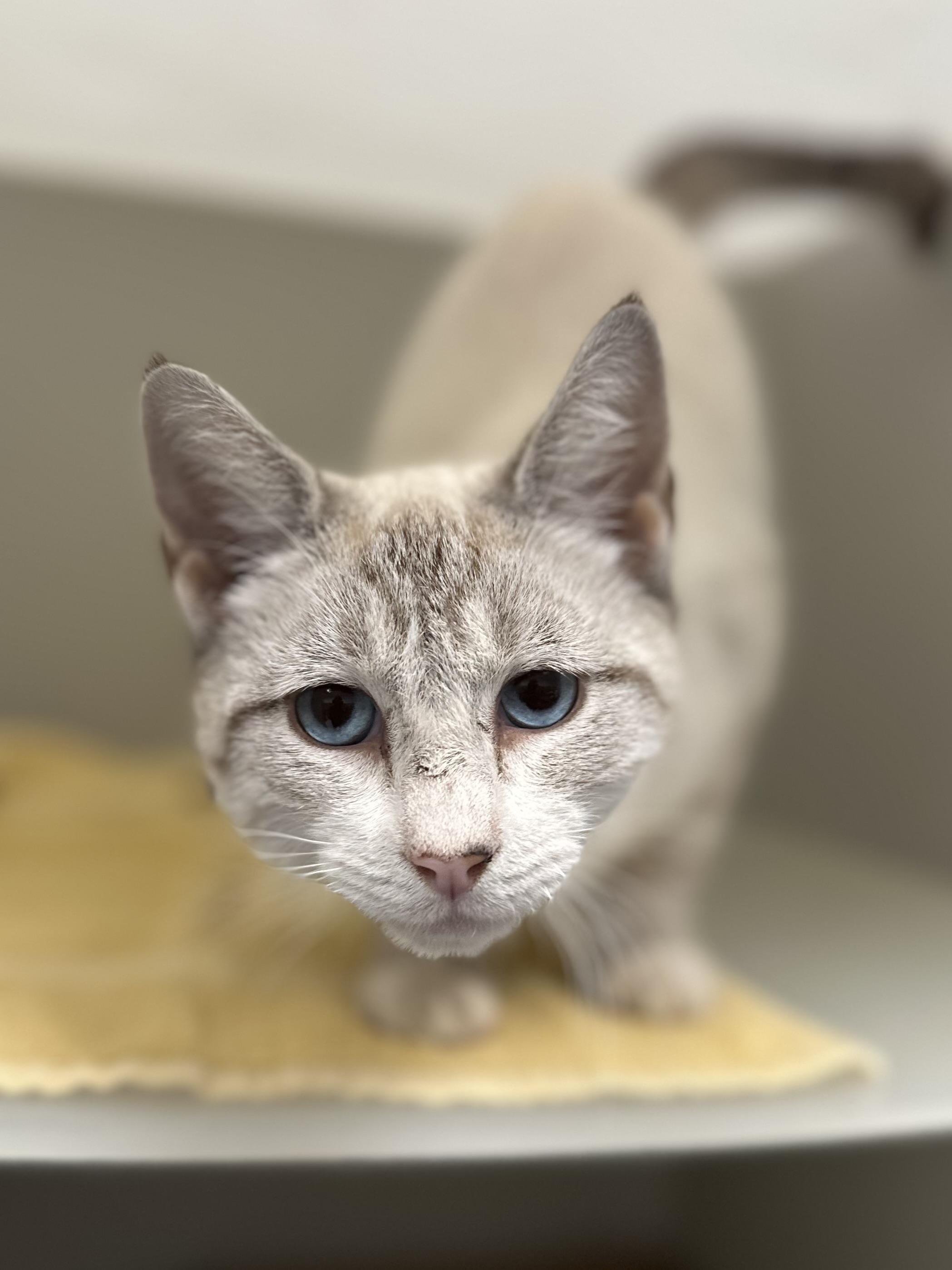 Enlarge Tundra, a Adoptable Domestic Short Hair in Stafford, VA image 2/3