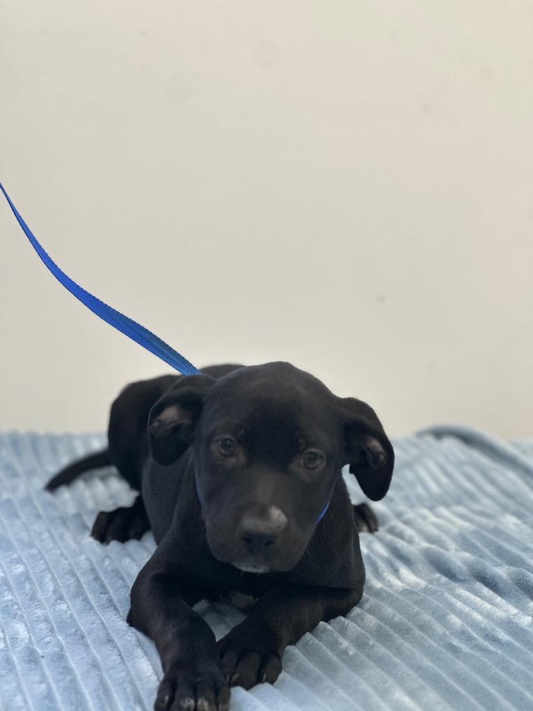 Enlarge Victor, a Adopted mixed breed in Cambridge, MD image 1/1