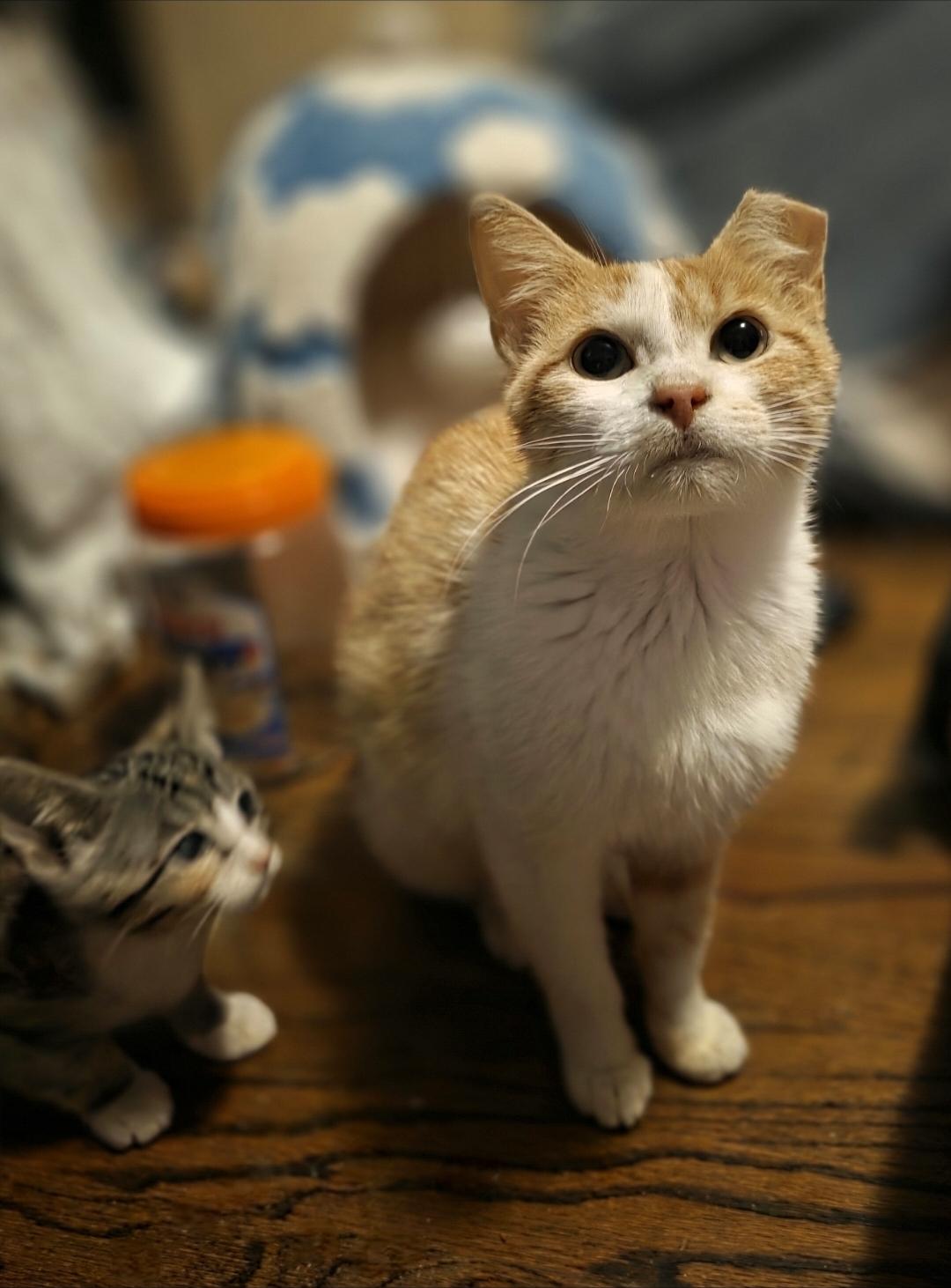 Enlarge Flamme, a Adoptable Domestic Short Hair in Lincoln, NE image 4/4
