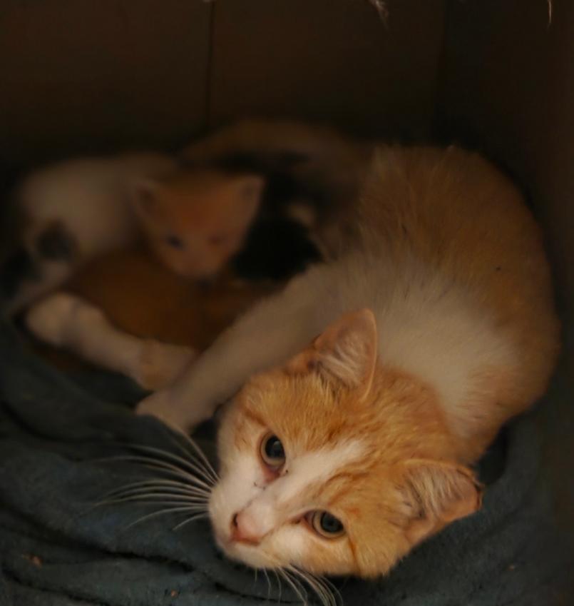 Enlarge Flamme, a Adoptable Domestic Short Hair in Lincoln, NE image 3/4
