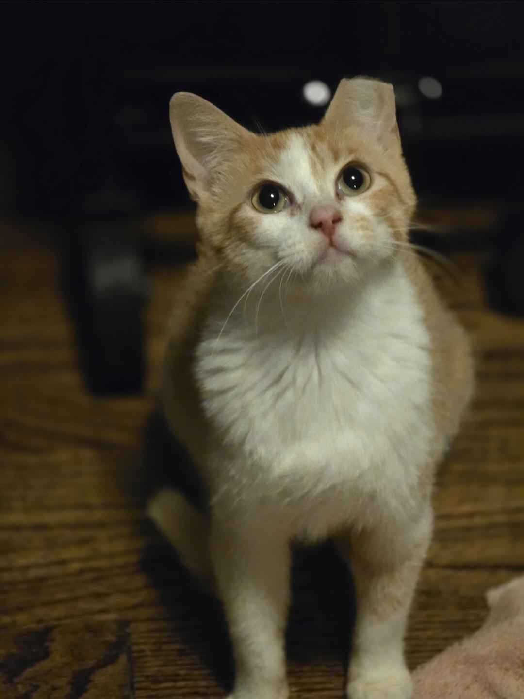 Enlarge Flamme, a Adoptable Domestic Short Hair in Lincoln, NE image 2/4