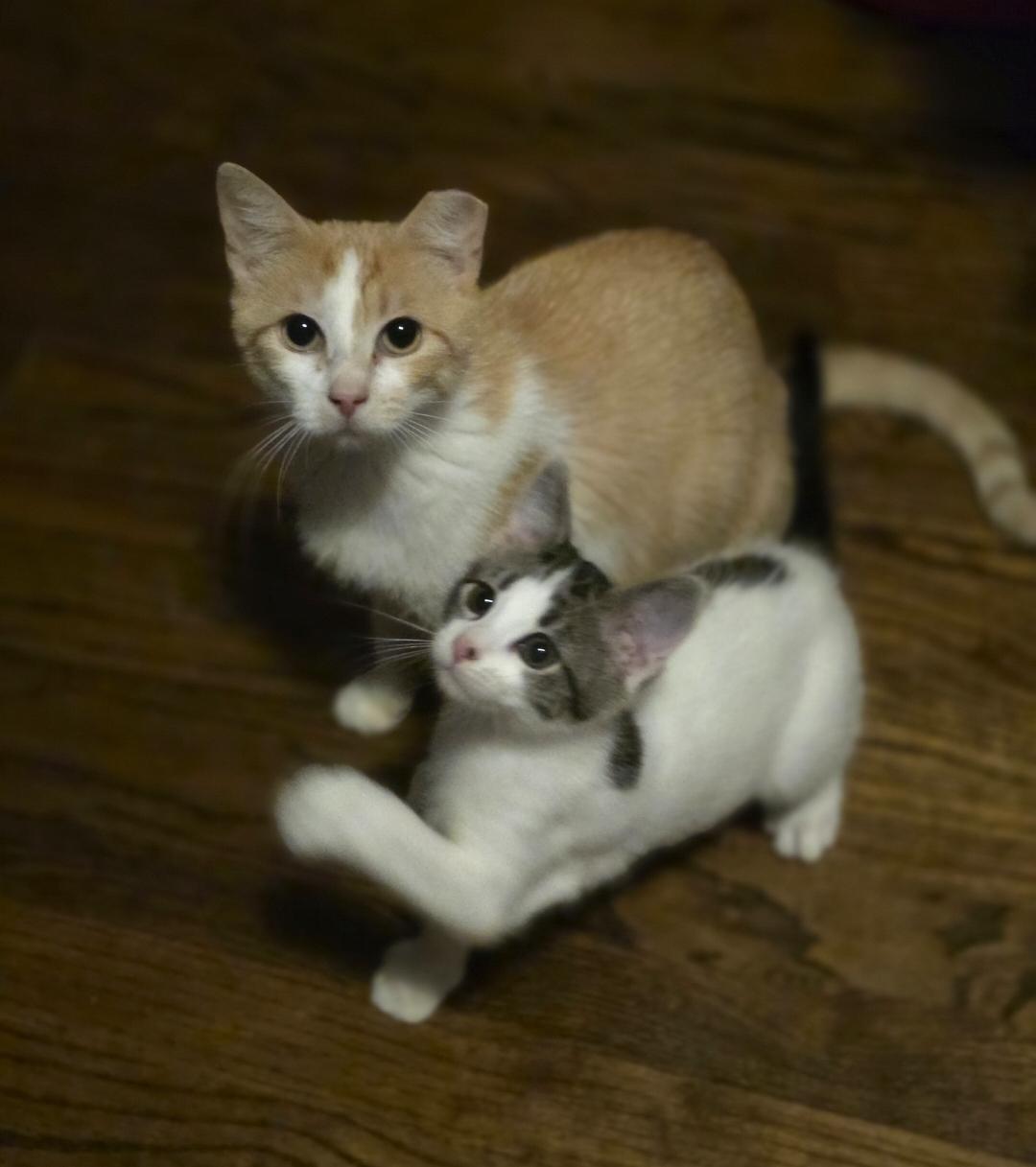Enlarge Flamme, a Adoptable Domestic Short Hair in Lincoln, NE image 1/4