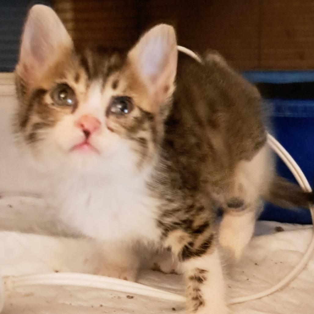 Jonnie, Adoptable, Kitten Male Domestic Short Hair.