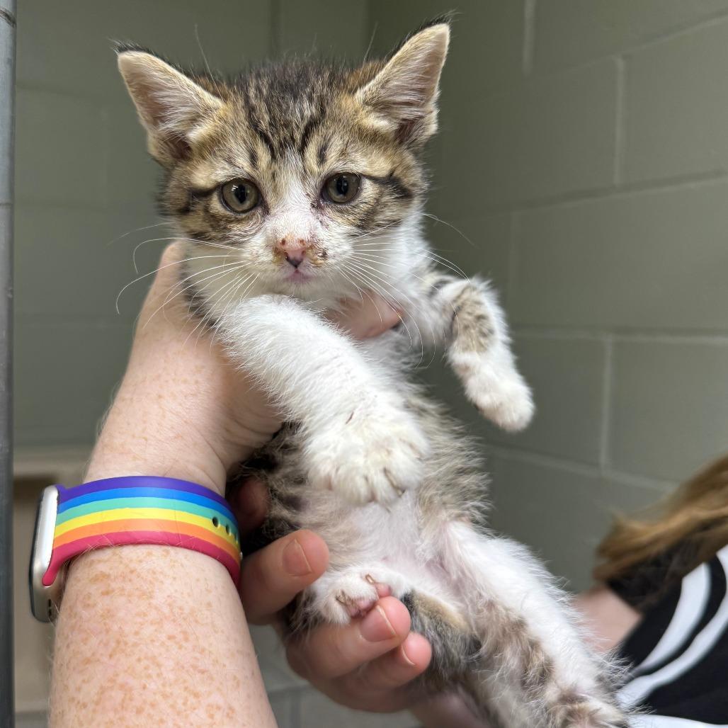 Enlarge Jonnie, a Adoptable Domestic Short Hair in Eureka Springs, AR image 2/3
