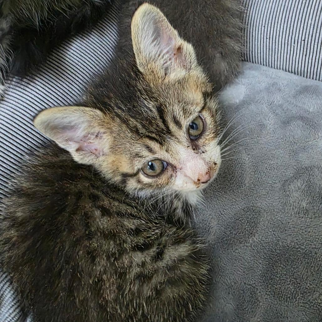 Enlarge Jonnie, a Adoptable Domestic Short Hair in Eureka Springs, AR image 3/3