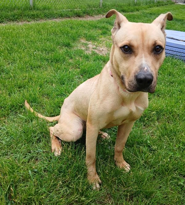 Dolly Jo, Adoptable, Young Female Siberian Husky & Pit Bull Terrier.