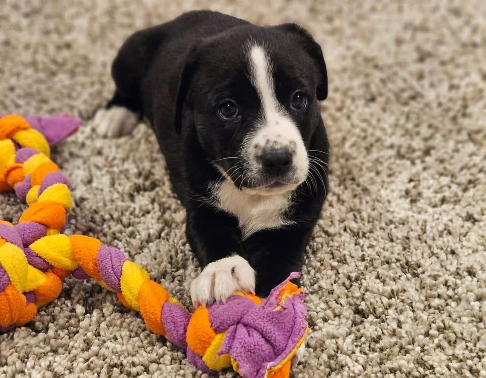Enlarge Presley, a Adoptable mixed breed in Berlin, NJ image 2/3