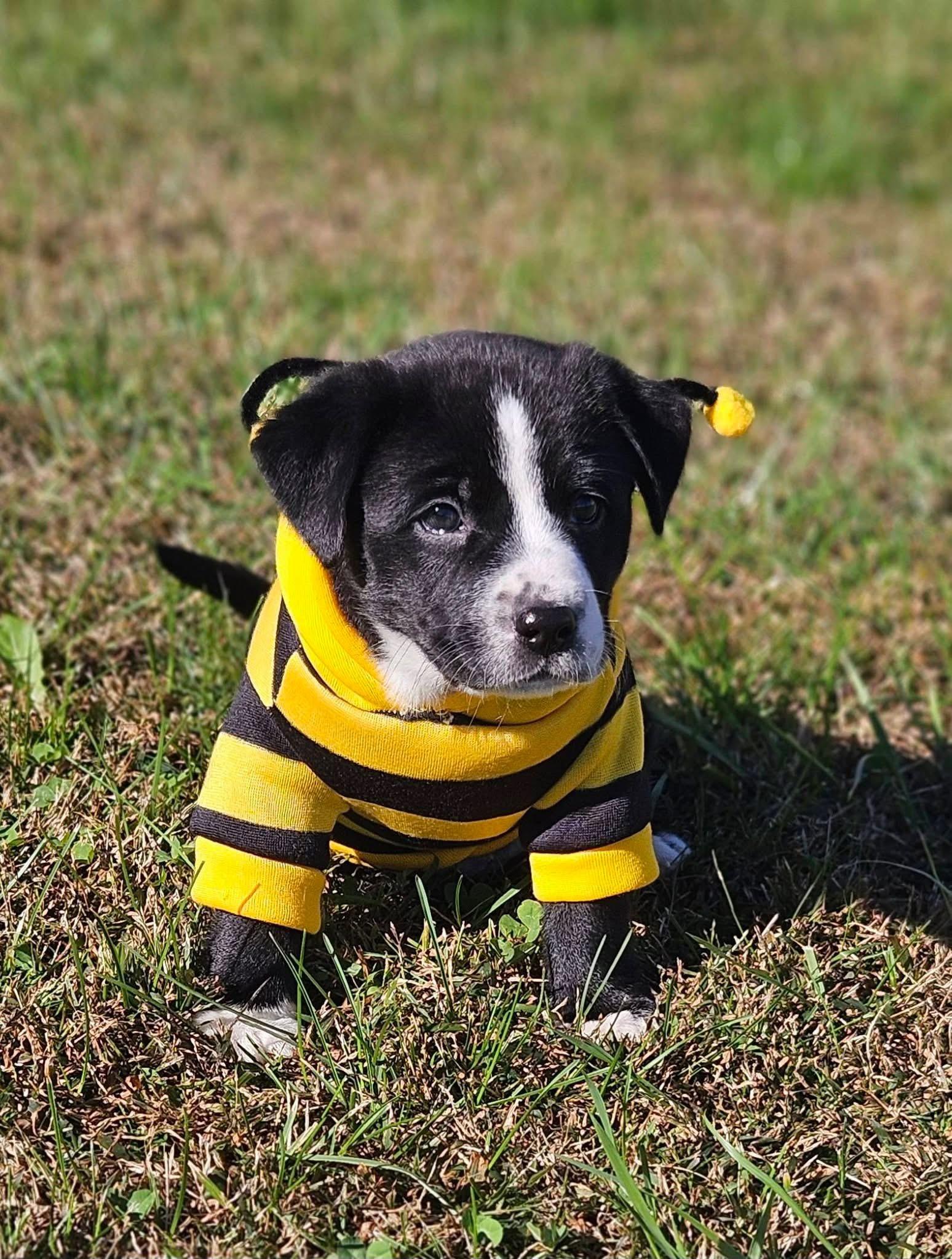 Enlarge Presley, a Adoptable mixed breed in Berlin, NJ image 3/3