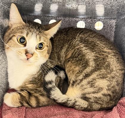 Enlarge Nami, a Adoptable mixed breed in Daytona Beach, FL image 1/1