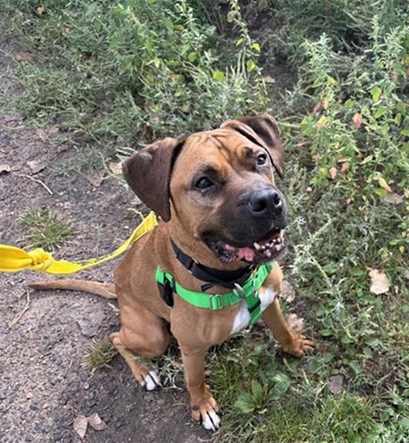 APPLEJACK, Adoptable, Adult Male Boxer & Mixed Breed.