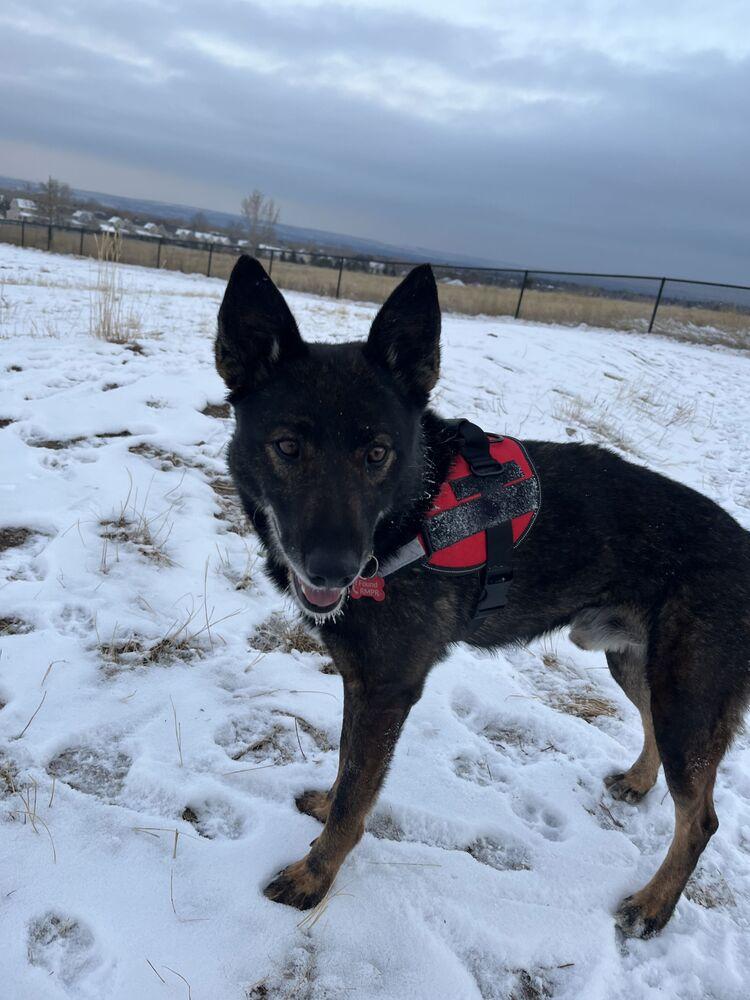 Enlarge DAX, a Adoptable Shepherd in Broomfield, CO image 1/6