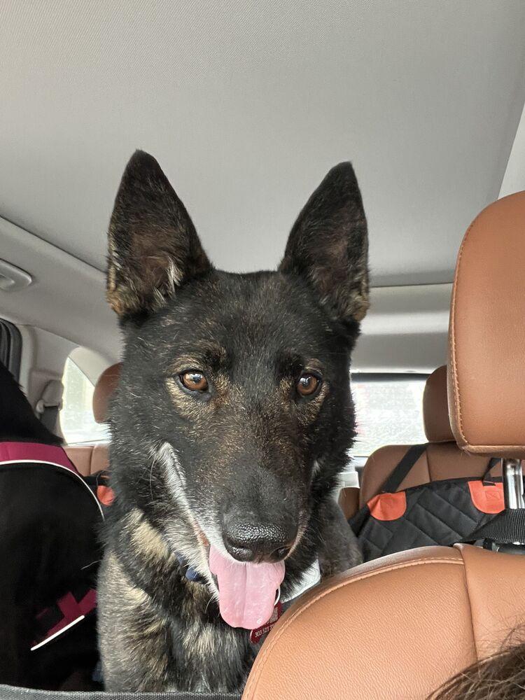 Enlarge DAX, a Adoptable Shepherd in Broomfield, CO image 2/6