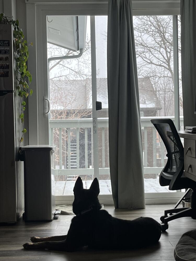 Enlarge DAX, a Adoptable Shepherd in Broomfield, CO image 3/6